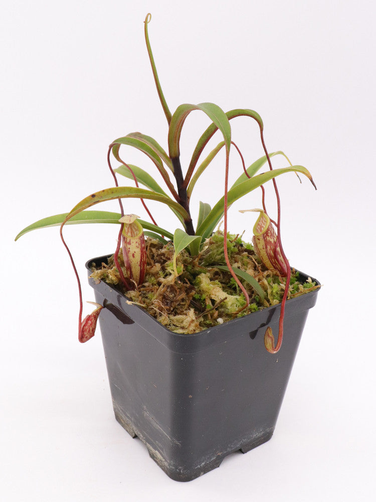 Nepenthes glabrata