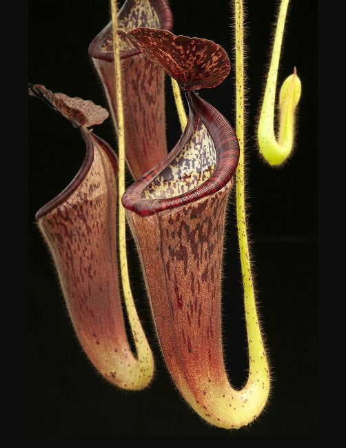 Nepenthes glandulifera  BE-3766