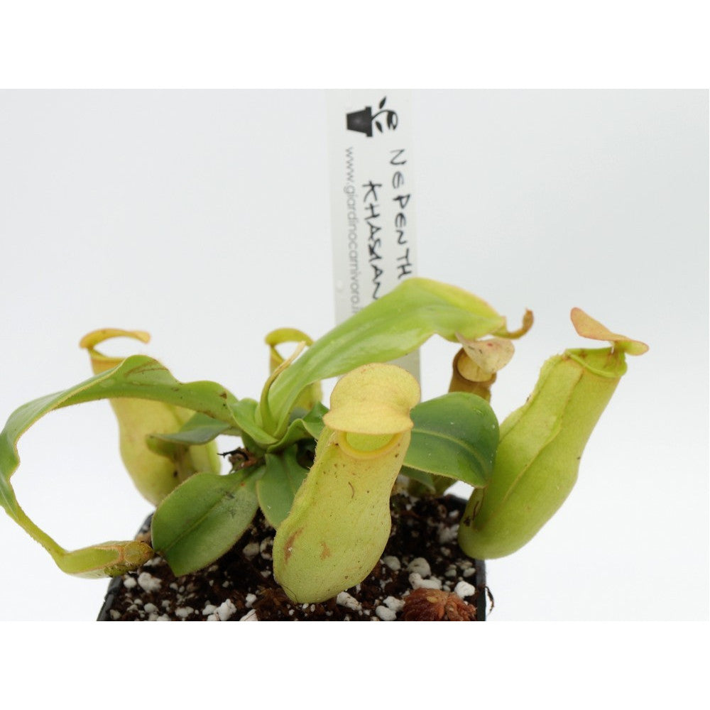 Nepenthes khasiana (India)