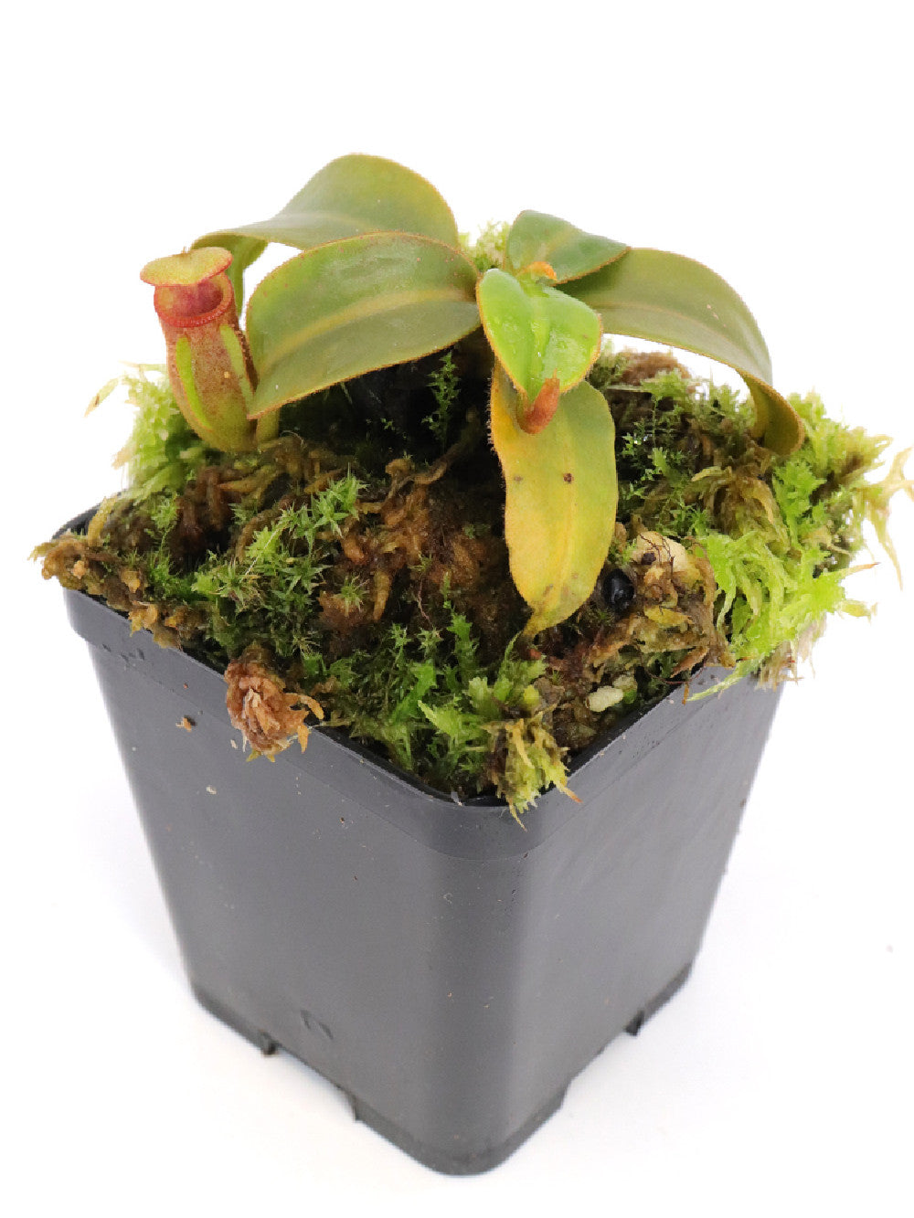 Nepenthes macrophylla