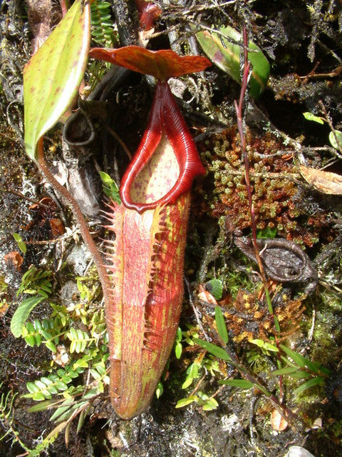 Nepenthes maxima