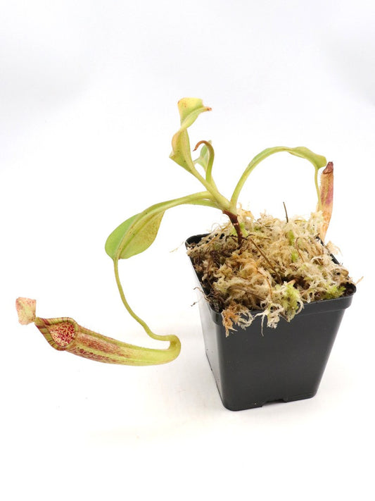 Nepenthes maxima   Tentena