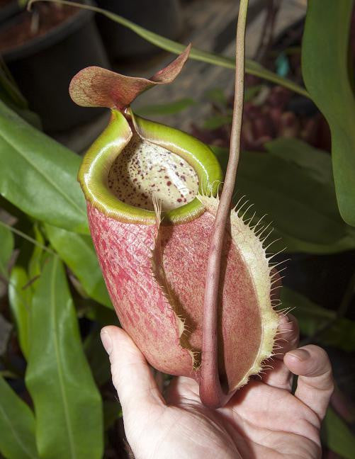 Nepenthes merilliana  BE-3727