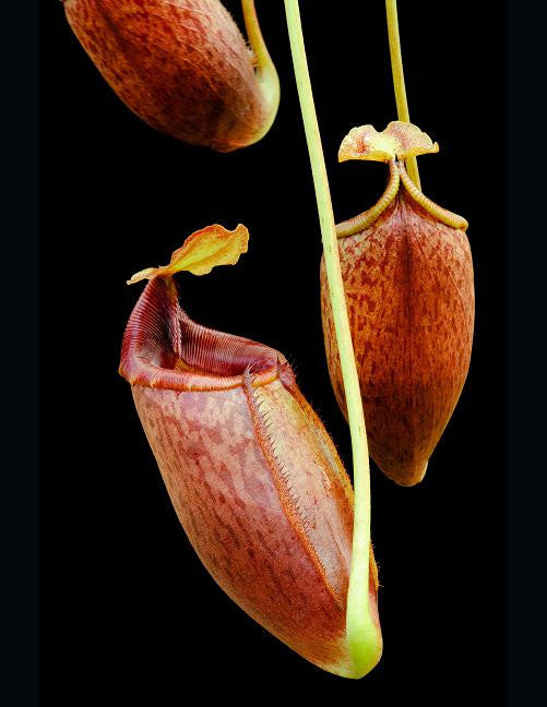 Nepenthes mira  BE-3979