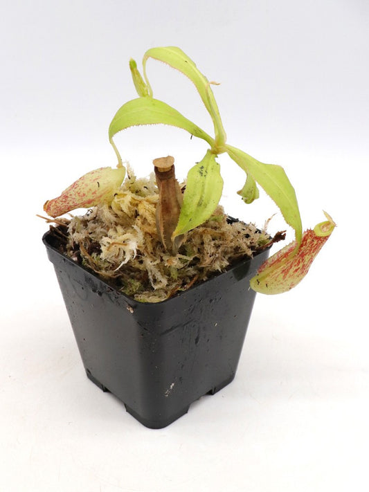 Nepenthes mirabilis "Red"