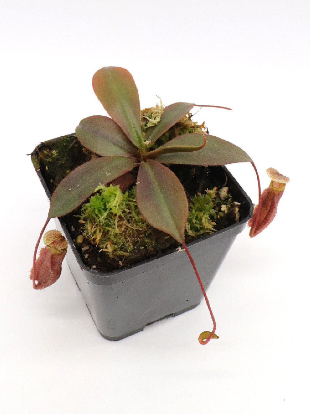 Nepenthes palawanensis BE-4013