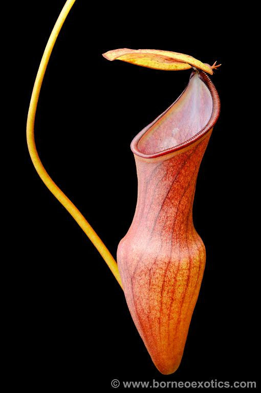 Nepenthes pervillei  BE-3839