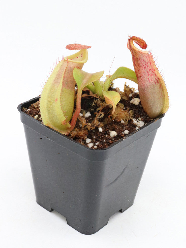 Nepenthes robcantley x veitchii M – Giardino Carnivoro