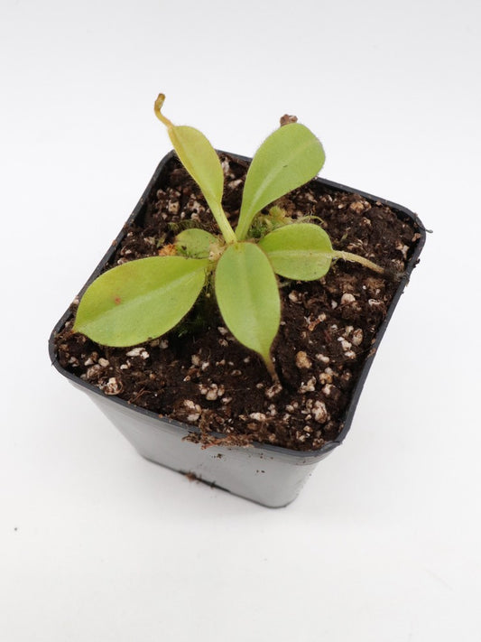 Nepenthes stenophylla  seedgrow