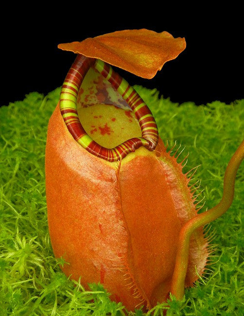 Nepenthes sumatrana  BE-4540