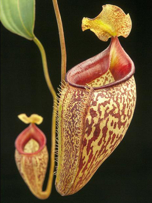 Nepenthes talangensis   BE-3835