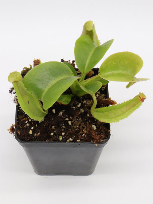 Nepenthes truncata