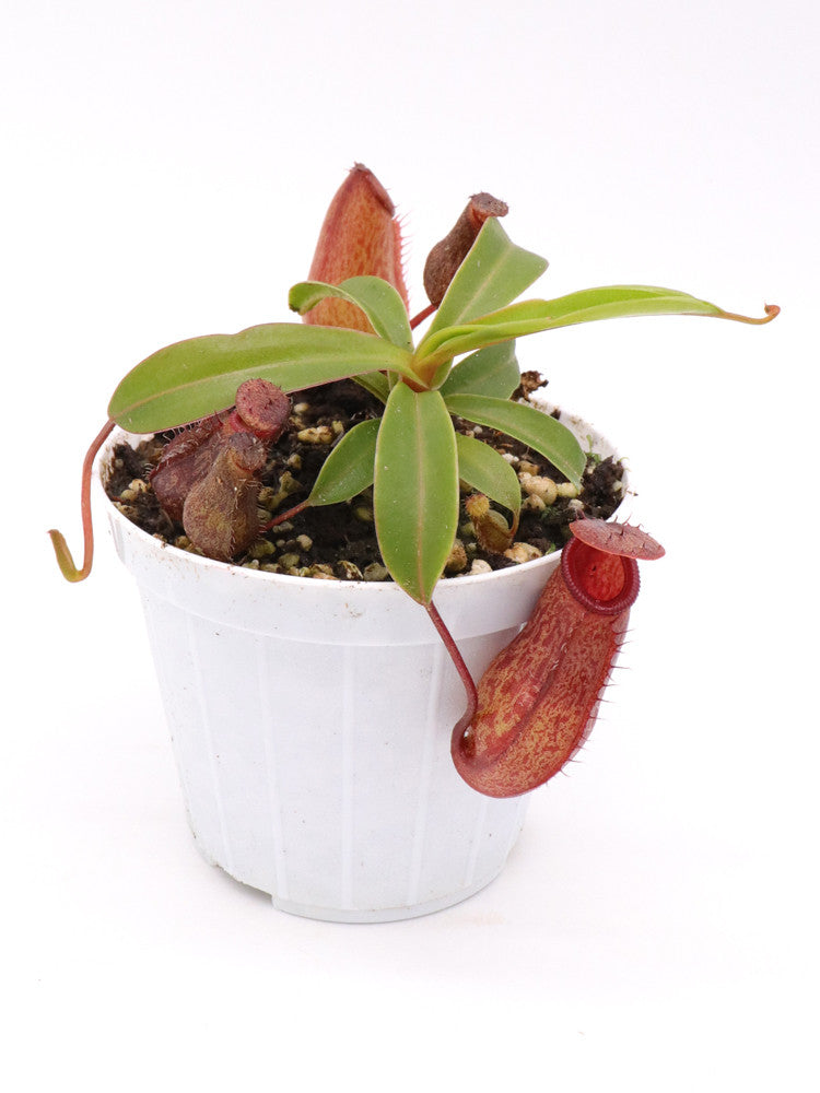 Nepenthes ventricosa