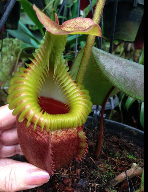 Nepenthes villosa  BE-3225