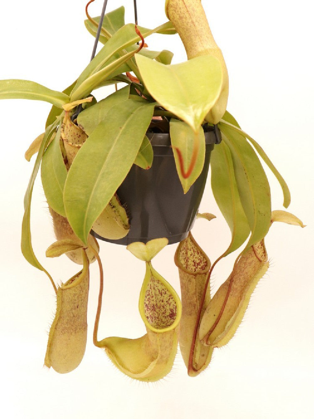 Nepenthes x "Louisa"