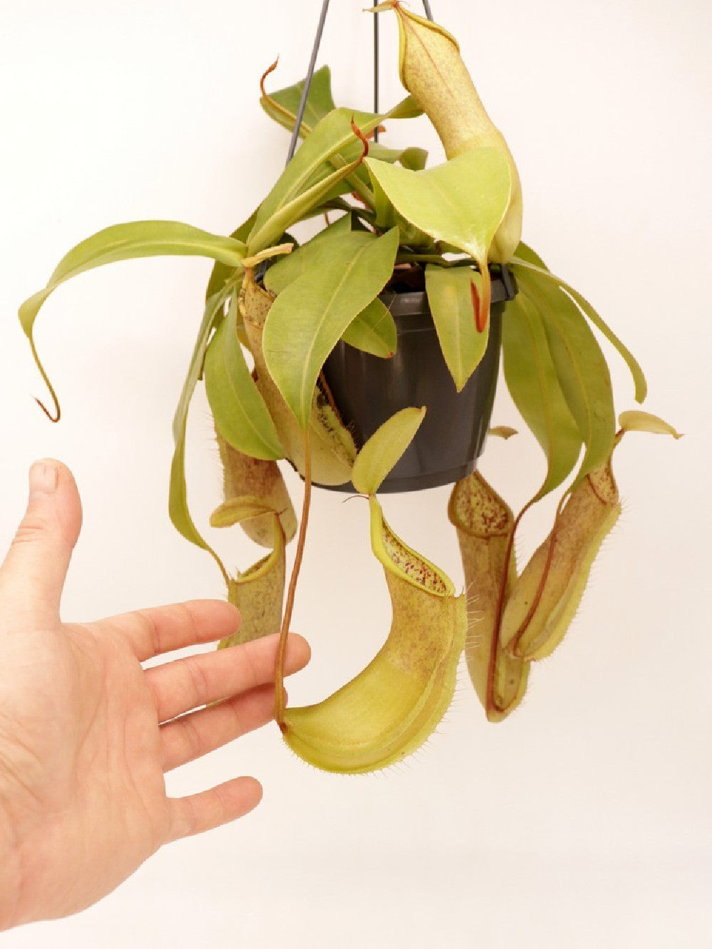 Nepenthes x "Louisa"