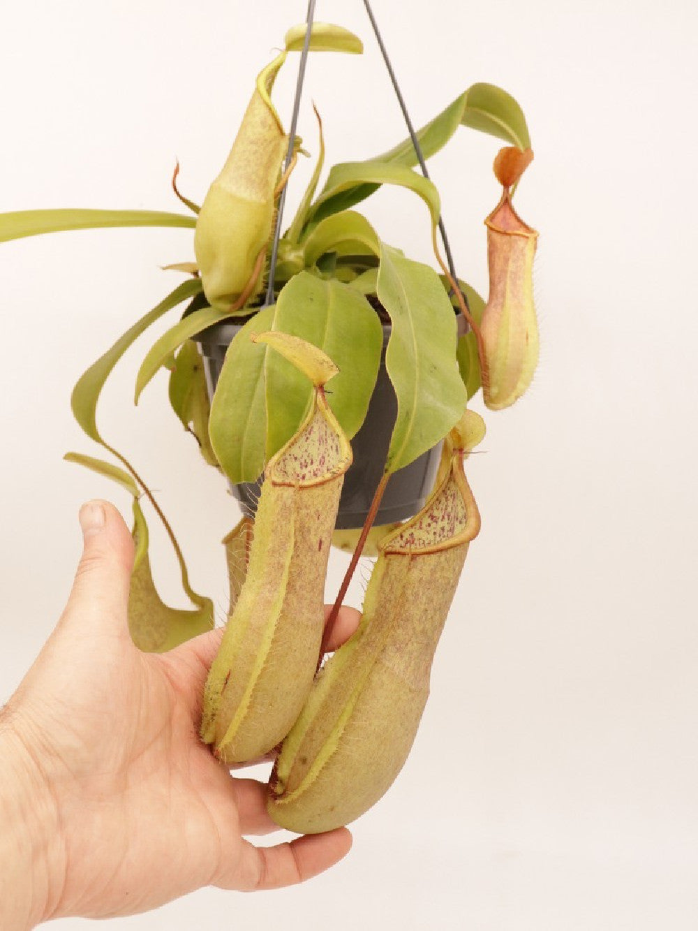 Nepenthes x "Louisa"