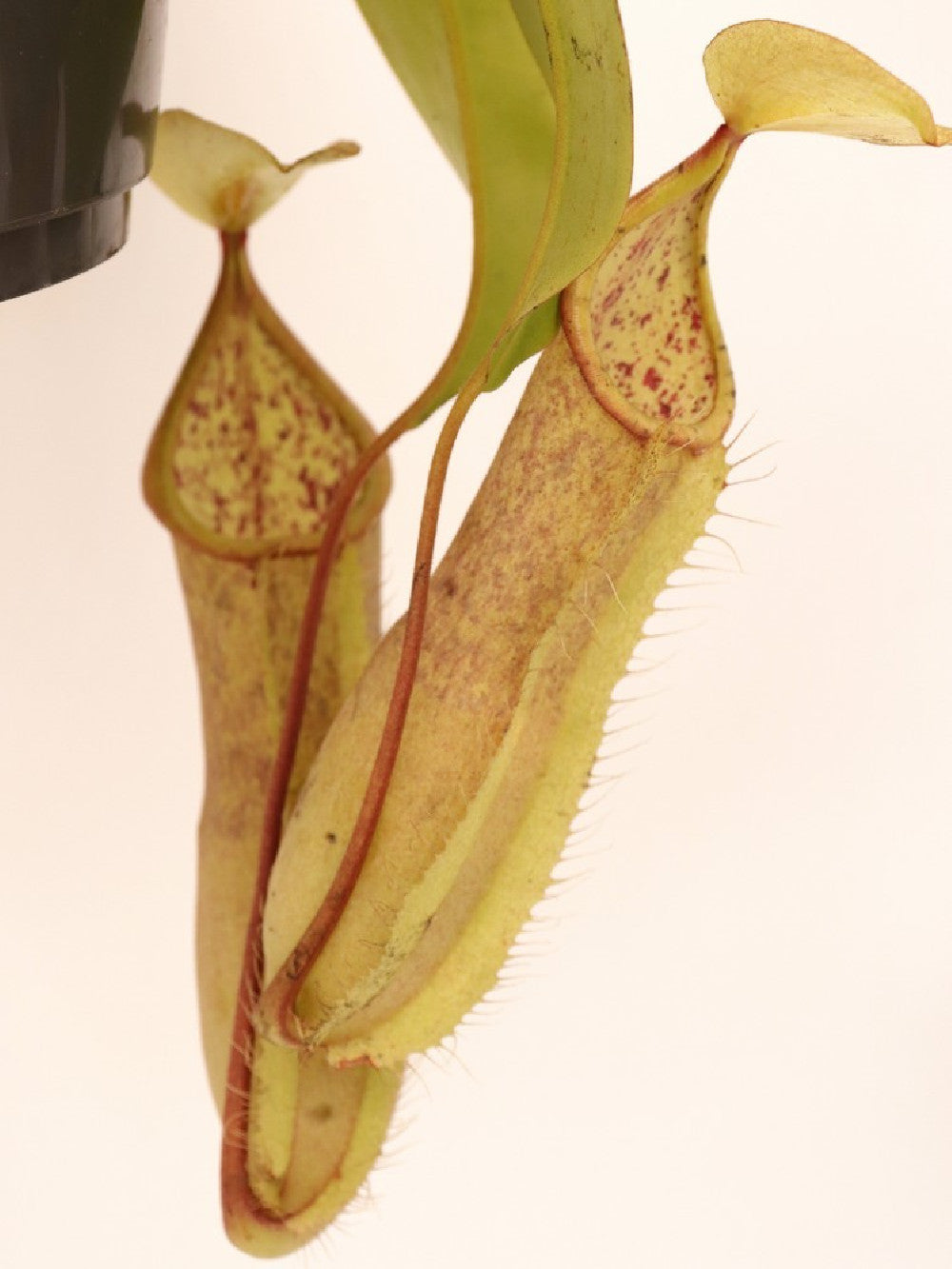 Nepenthes x "Louisa"