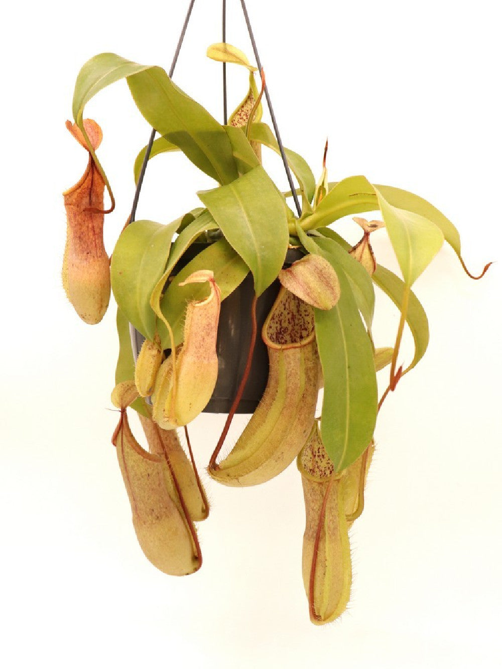 Nepenthes x "Louisa"