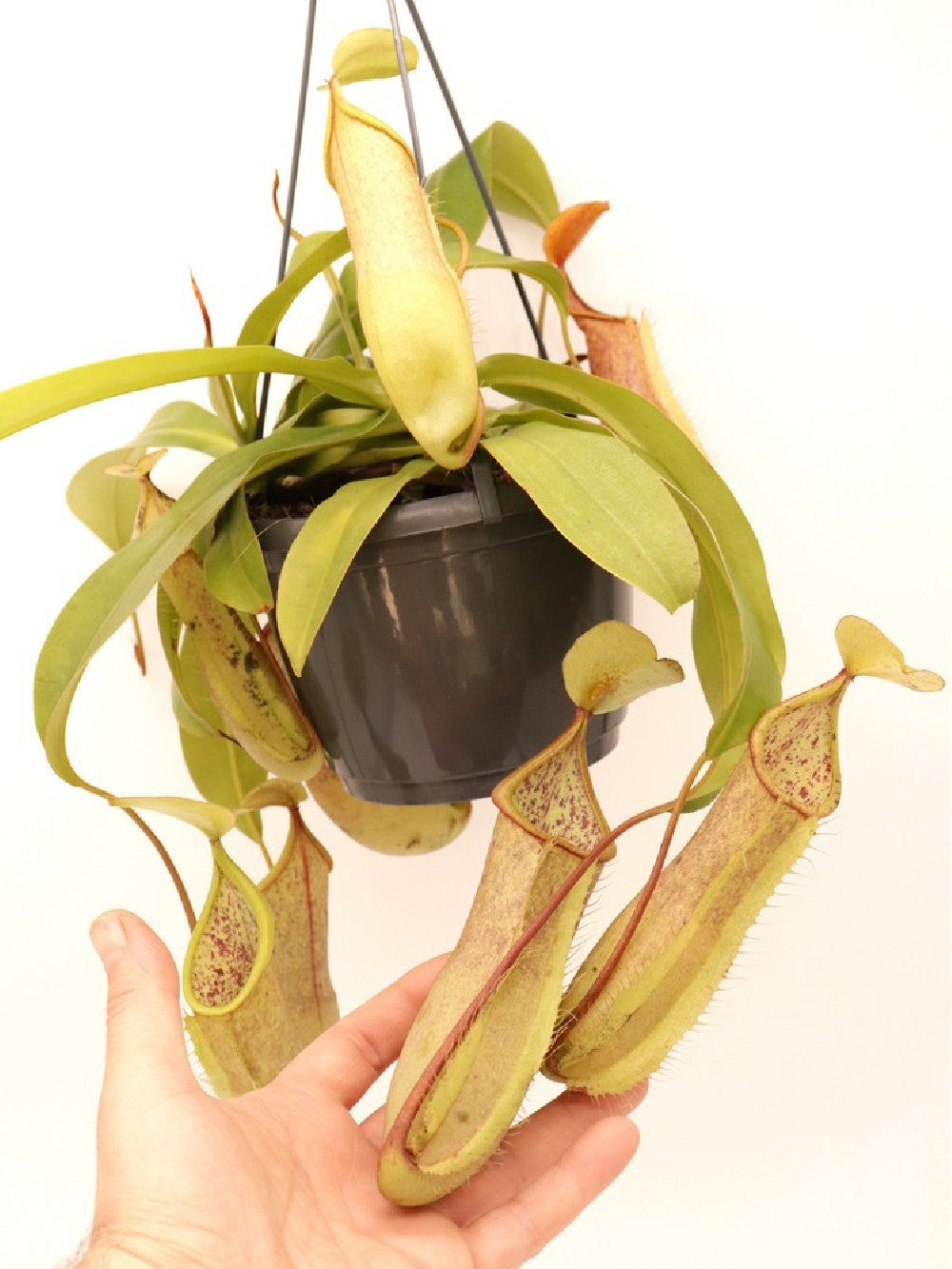 Nepenthes x "Louisa"