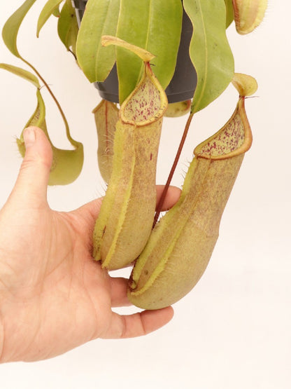 Nepenthes x "Louisa"