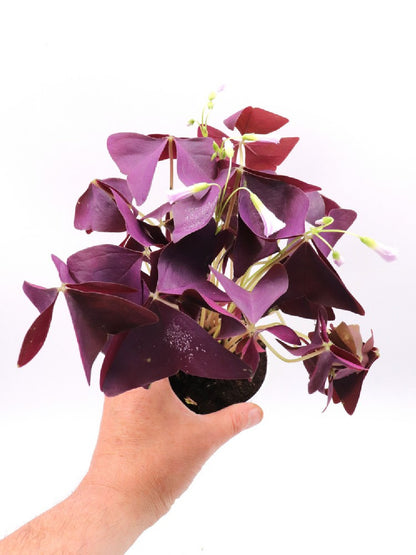 Oxalis triangularis purple