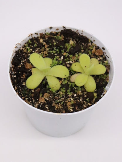 Pinguicula agnata LYL