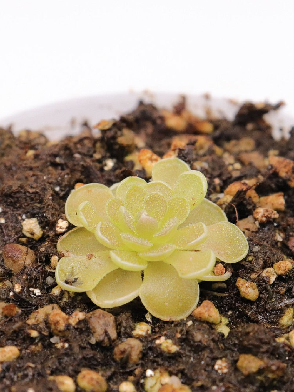 Pinguicula ehlersiae