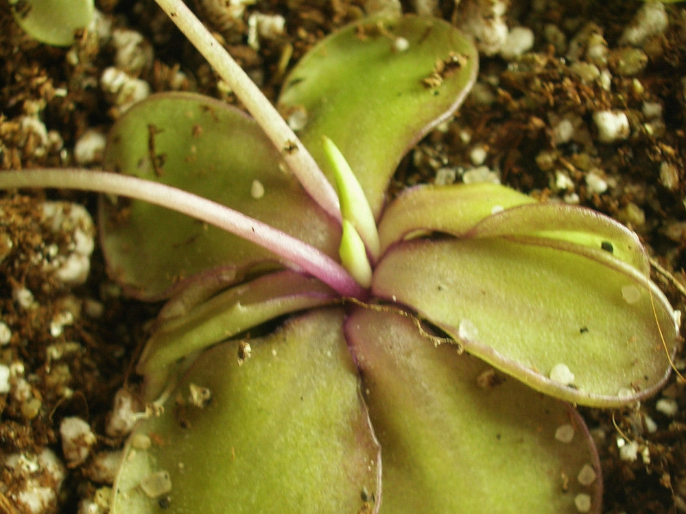 Pinguicula emarginata