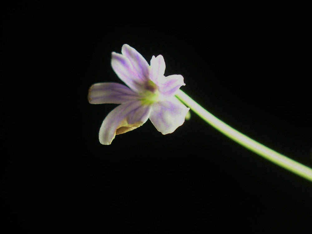 Pinguicula emarginata