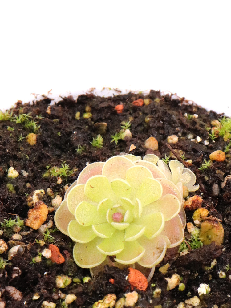 Pinguicula jaumavensis