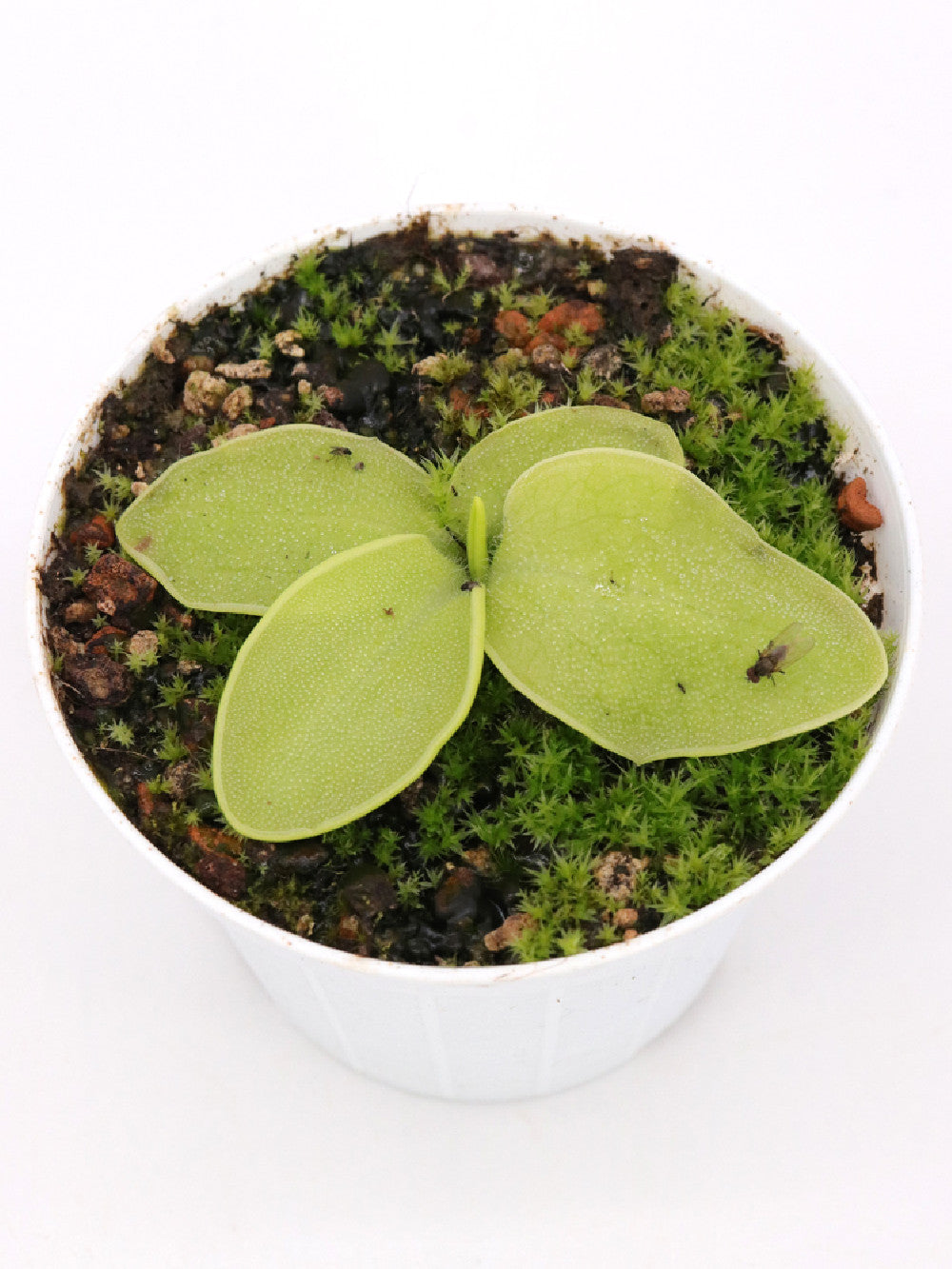 Pinguicula macrophylla