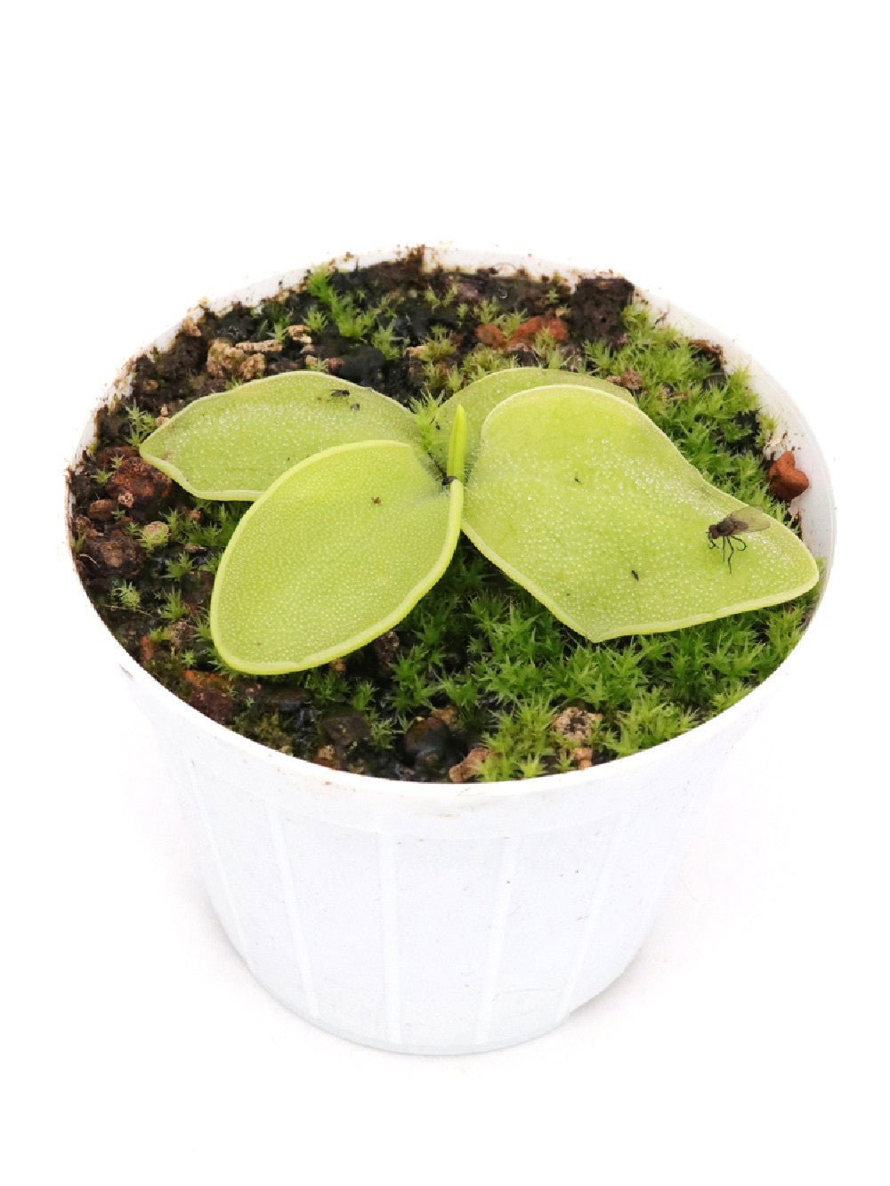 Pinguicula macrophylla