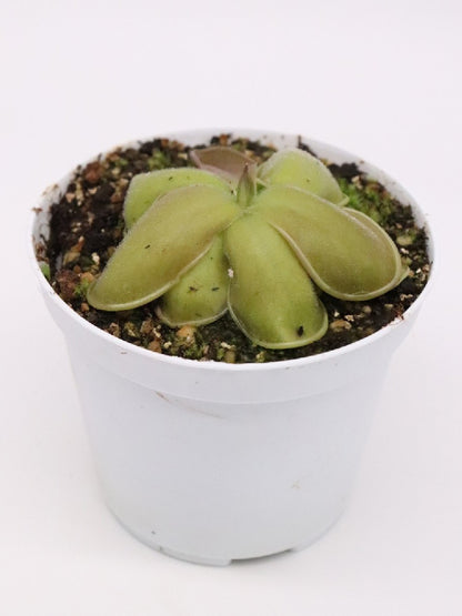 Pinguicula moranensis "Santa Maria Yucuhiti"