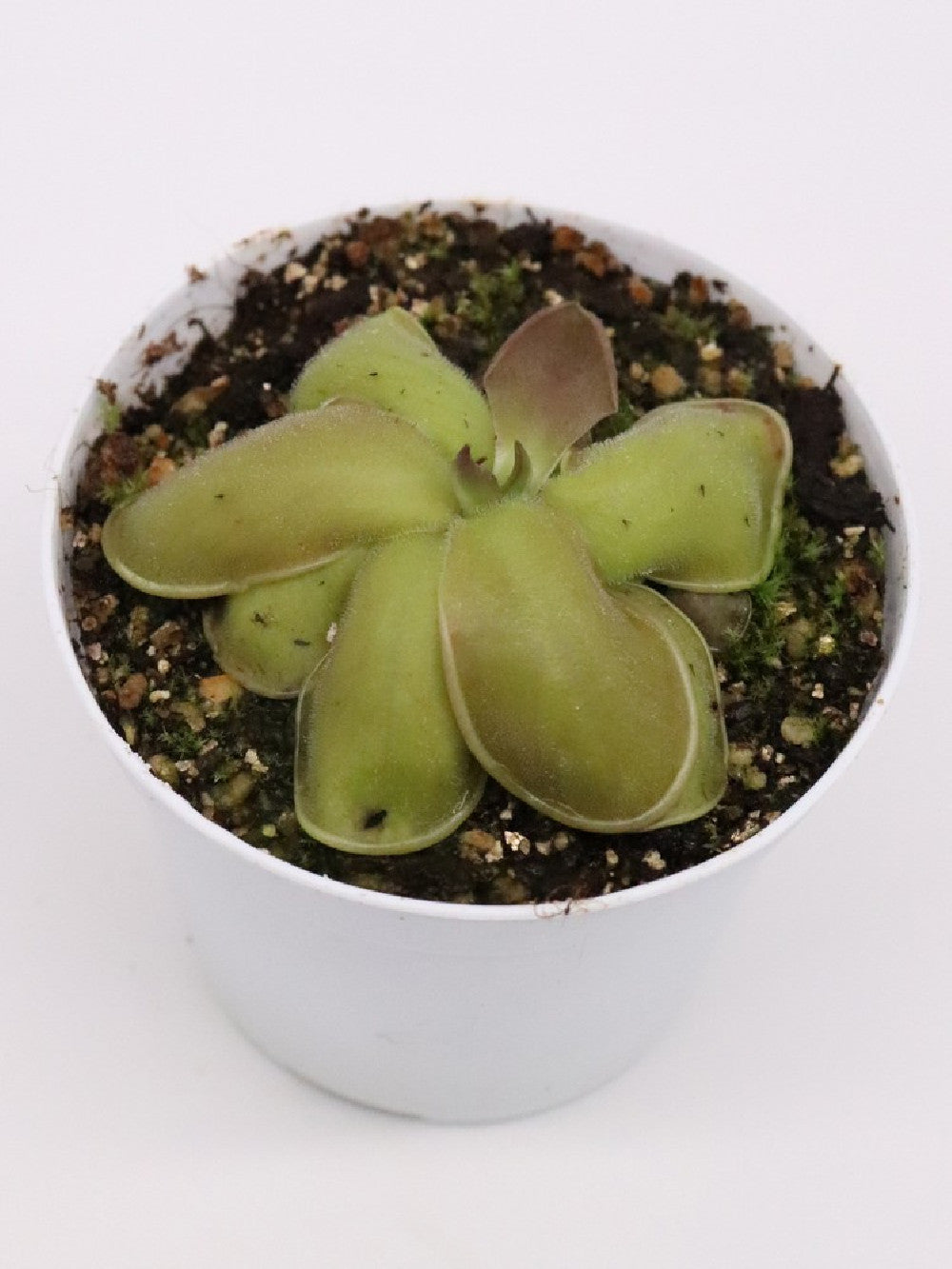 Pinguicula moranensis "Santa Maria Yucuhiti"