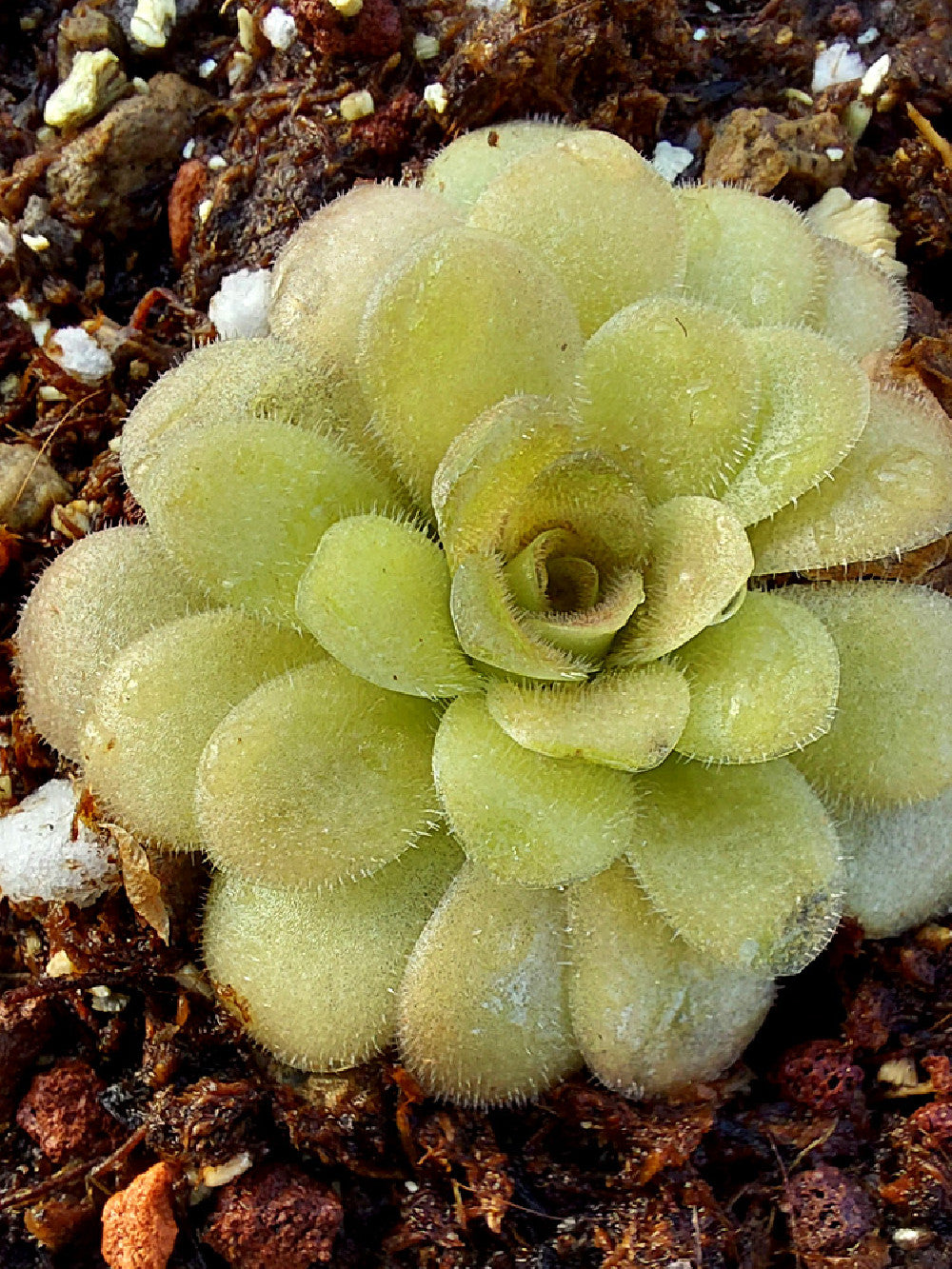 Pinguicula x "Linz"