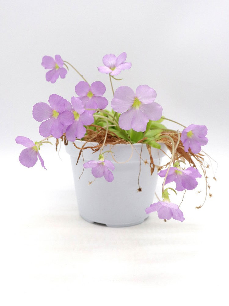 Pinguicula x 'aphrodite'