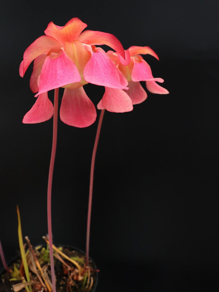 S.x hybrid "Pink flower"