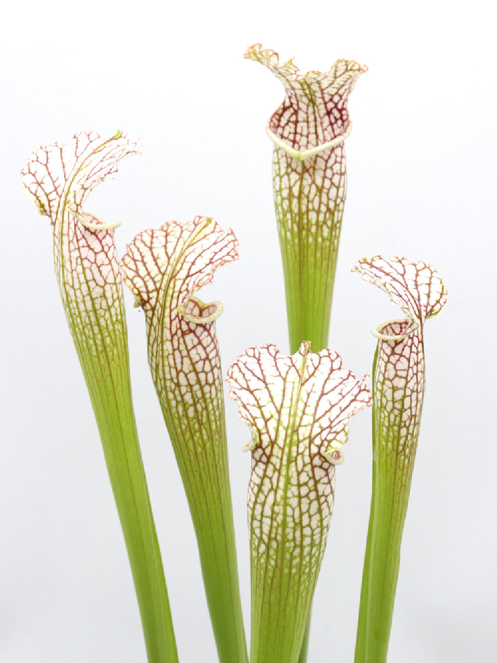 S.x leucophylla var.alba x rubra heterophylla