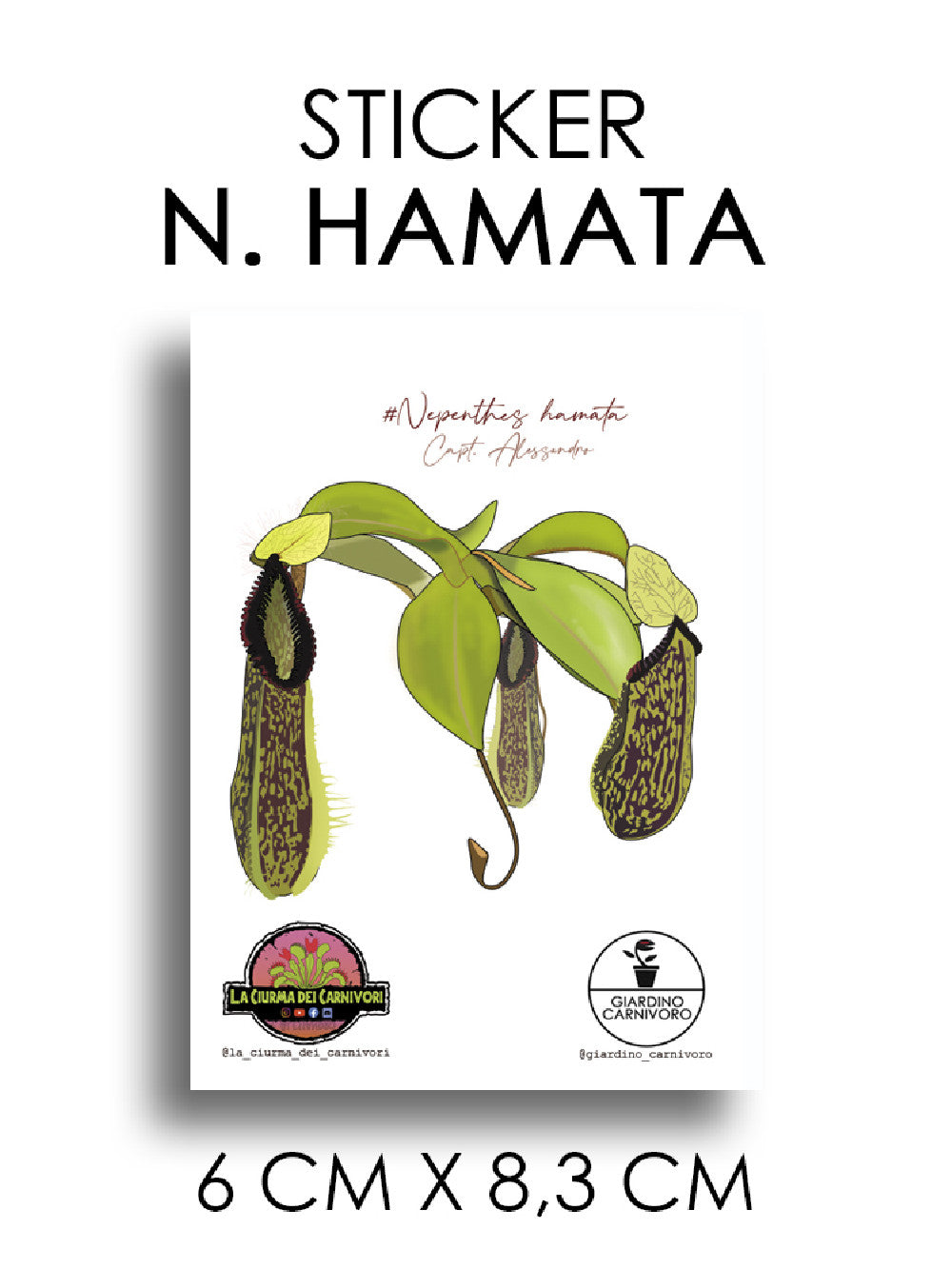 STICKER NEPENTHES HAMATA  6 CM X 8,3 CM