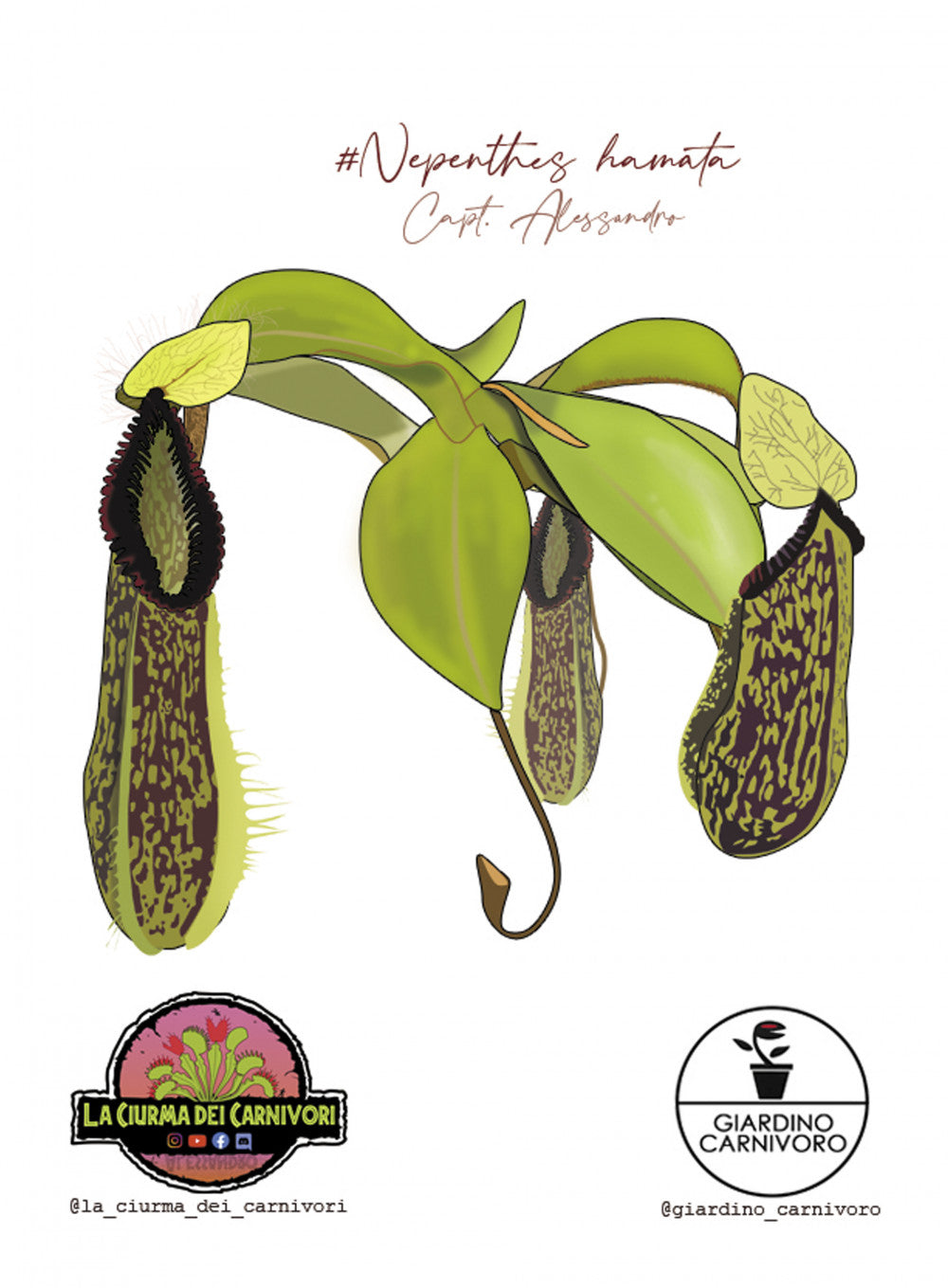 STICKER NEPENTHES HAMATA  6 CM X 8,3 CM