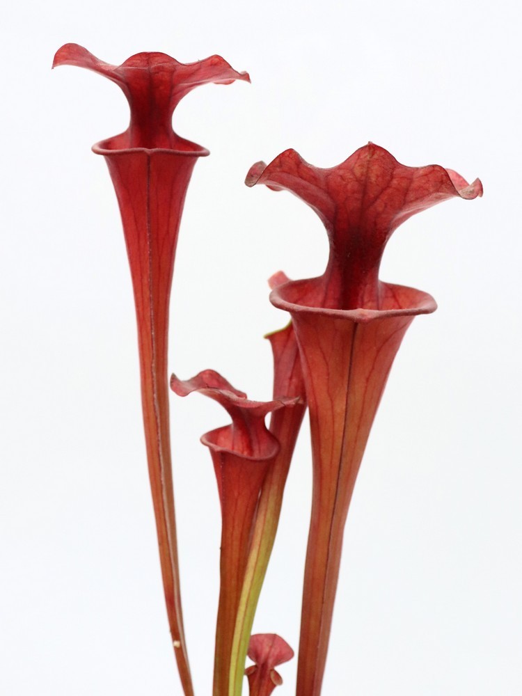 Sarracenia flava var. atropurpurea , New Zealand