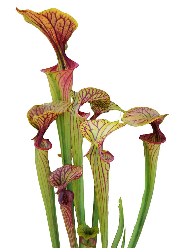 Sarracenia flava var. ornata  F77S Srba