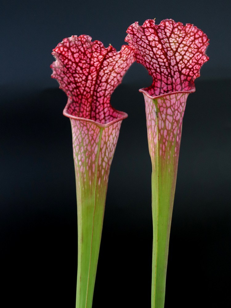 Sarracenia leucophylla "BonBon"