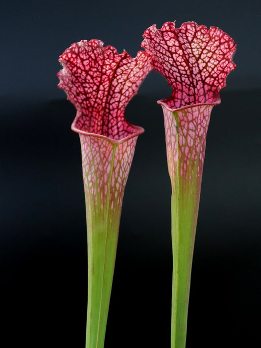 Sarracenia leucophylla "BonBon"