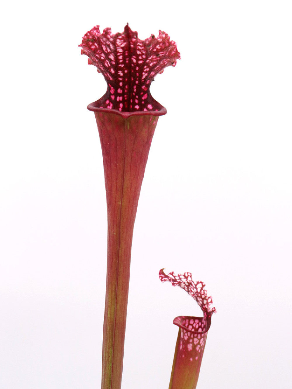 Sarracenia leucophylla "Pink"