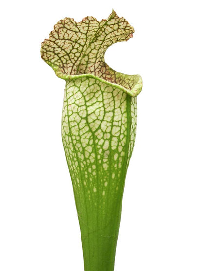 Sarracenia leucophylla " Bulbosa "