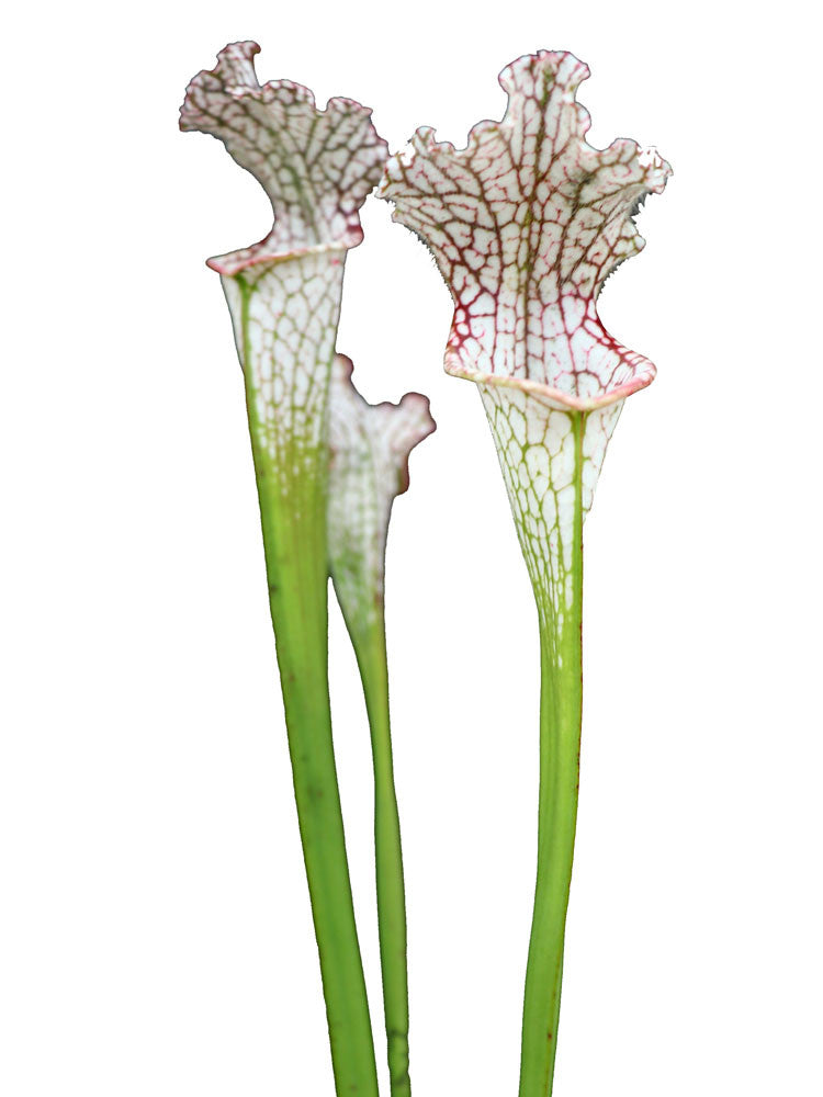 Sarracenia leucophylla " China "