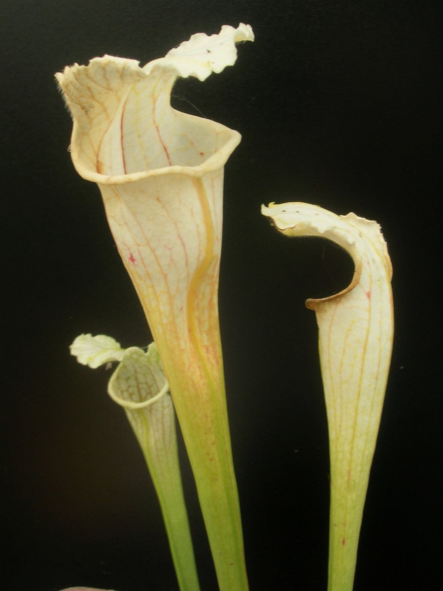 Sarracenia leucophylla " Ghost "