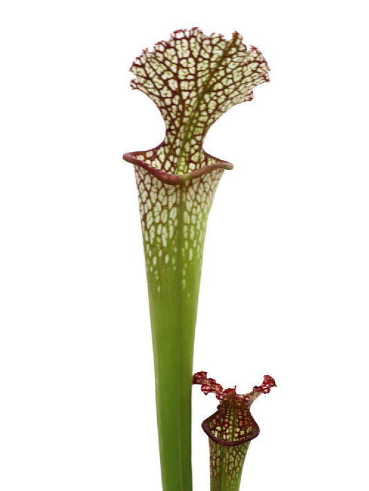 Sarracenia leucophylla " Japan "